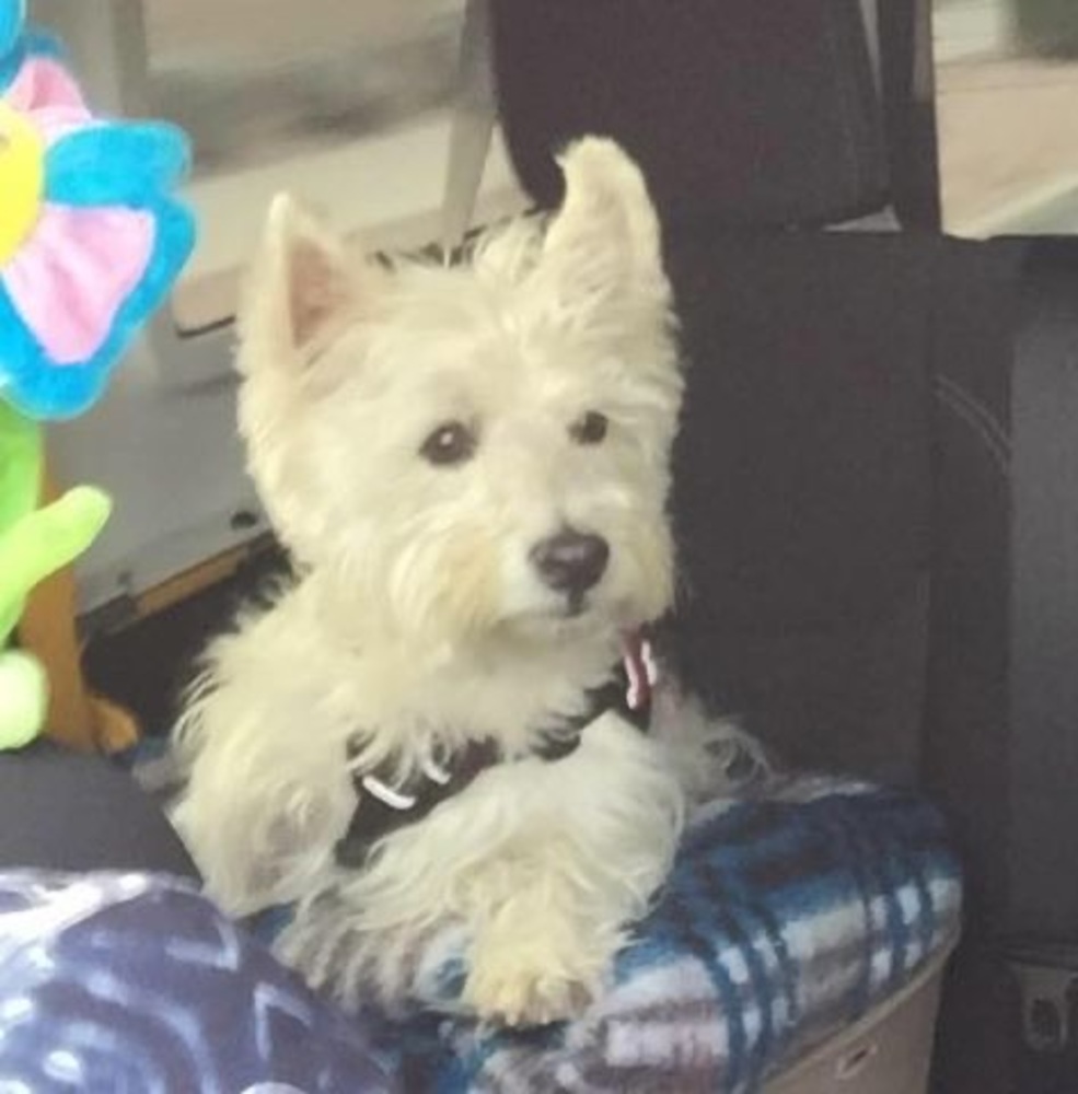 Meet your Posher, Ronda